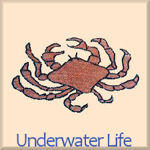Underwater Life